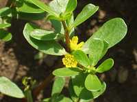 �X�x���q��