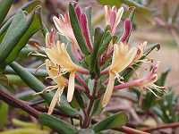 �X�C�J�Y��