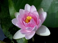 �X�C����