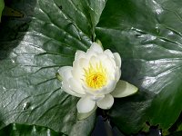 �X�C����