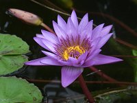 �X�C����