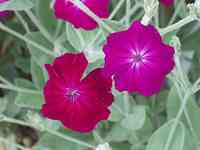 �X�C�Z���m�E