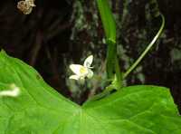 �X�Y���E��