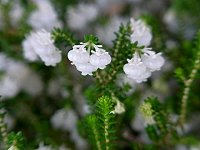 �X�Y�����G���J