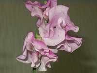 �X�C�[�g�s�[