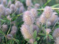 �V���O�}�n�M