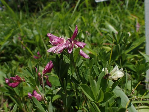 �V���W�N�\�E