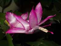 �V���R�o�T�{�e��