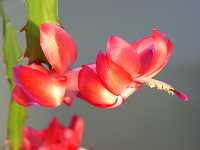 �V���R�o�T�{�e��