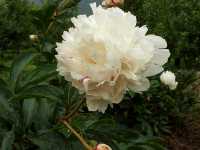 �V���N���N