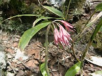 �V���E�W���E�o�J�}