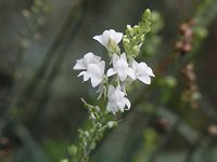 �V���b�R�����i���A