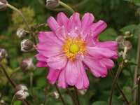 �V���E���C�M�N