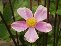 �V���E���C�M�N