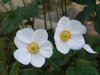 �V���E���C�M�N