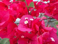 �u�[�Q���r���A