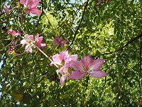 �t�C���\�V���J