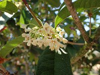 �M�����N�Z�C