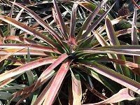 �p�C�i�b�v��