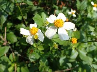 �V���m�Z���_���O�T