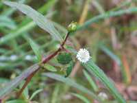 �^�J�T�u���E