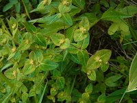 �^�J�g�E�_�C