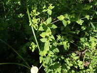 �^�J�g�E�_�C