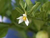 �����E�m�^�}