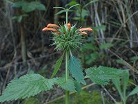 �^�}�U�L���n�W�L