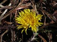 �Z�C���E�^���|�|