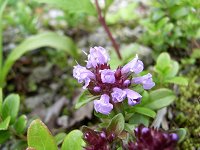 �^�e���}�E�c�{�O�T