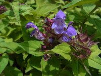 �^�e���}�E�c�{�O�T