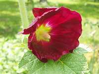 �^�`�A�I�C