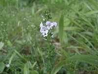 �e���O�N���K�^