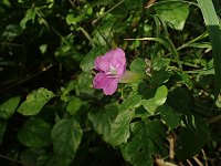 �c���x���M�A