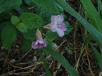 �c���x���M�A