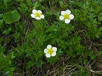 �`���O���}