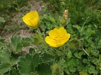 �`�V�}�L���o�C