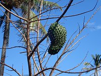 �g�Q�o�����C�V