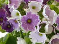 �v�������E�I�u�R�j�J