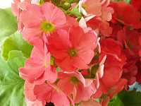 �v�������E�I�u�R�j�J