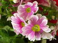 �v�������E�I�u�R�j�J