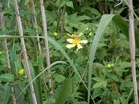 �g���G�\�E