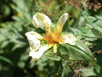 �g���G�\�E