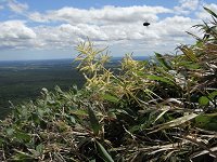 �g���A�V�V���E�}