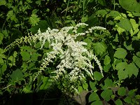 �g���A�V�V���E�}