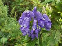 �g���J�u�g