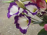 �g���R�L�L���E