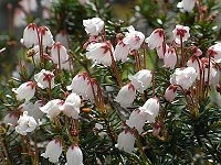 �c�K�U�N��