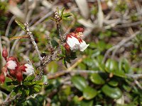 �c�K�U�N��